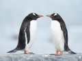 Cultivating Empathy Cultivating Empathy